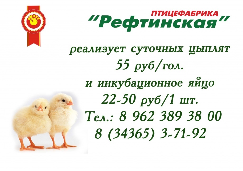 Где Купить Цыплят В Омске