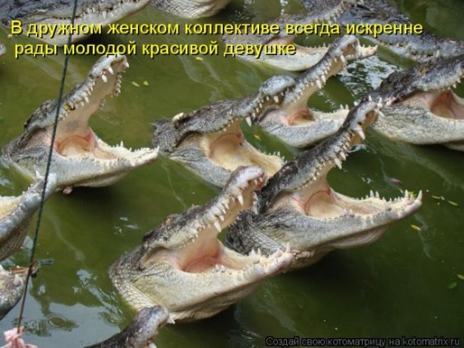 Ядовитый женский коллектив Ядовитый женский коллектив