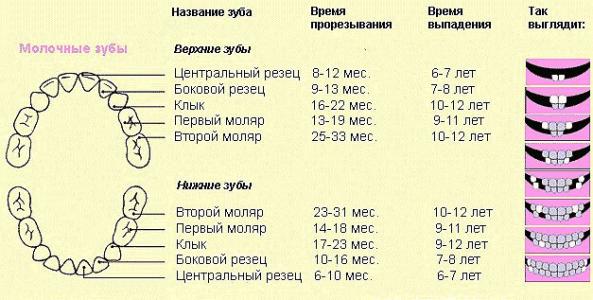 Зубы иннервация зубов верхней челюсти Зубы иннервация зубов верхней челюсти