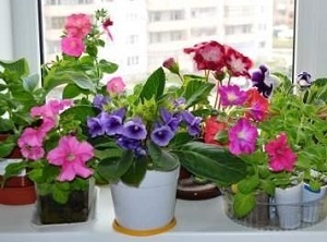 Плохие цветы для дома Плохие цветы для дома