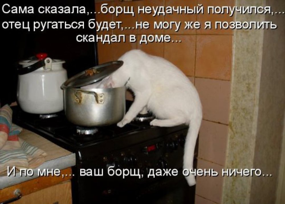 Голодным не буду белоруссия. Смешная кастрюля. Кот в кастрюле. Кот и борщ. Кот ест из кастрюли.