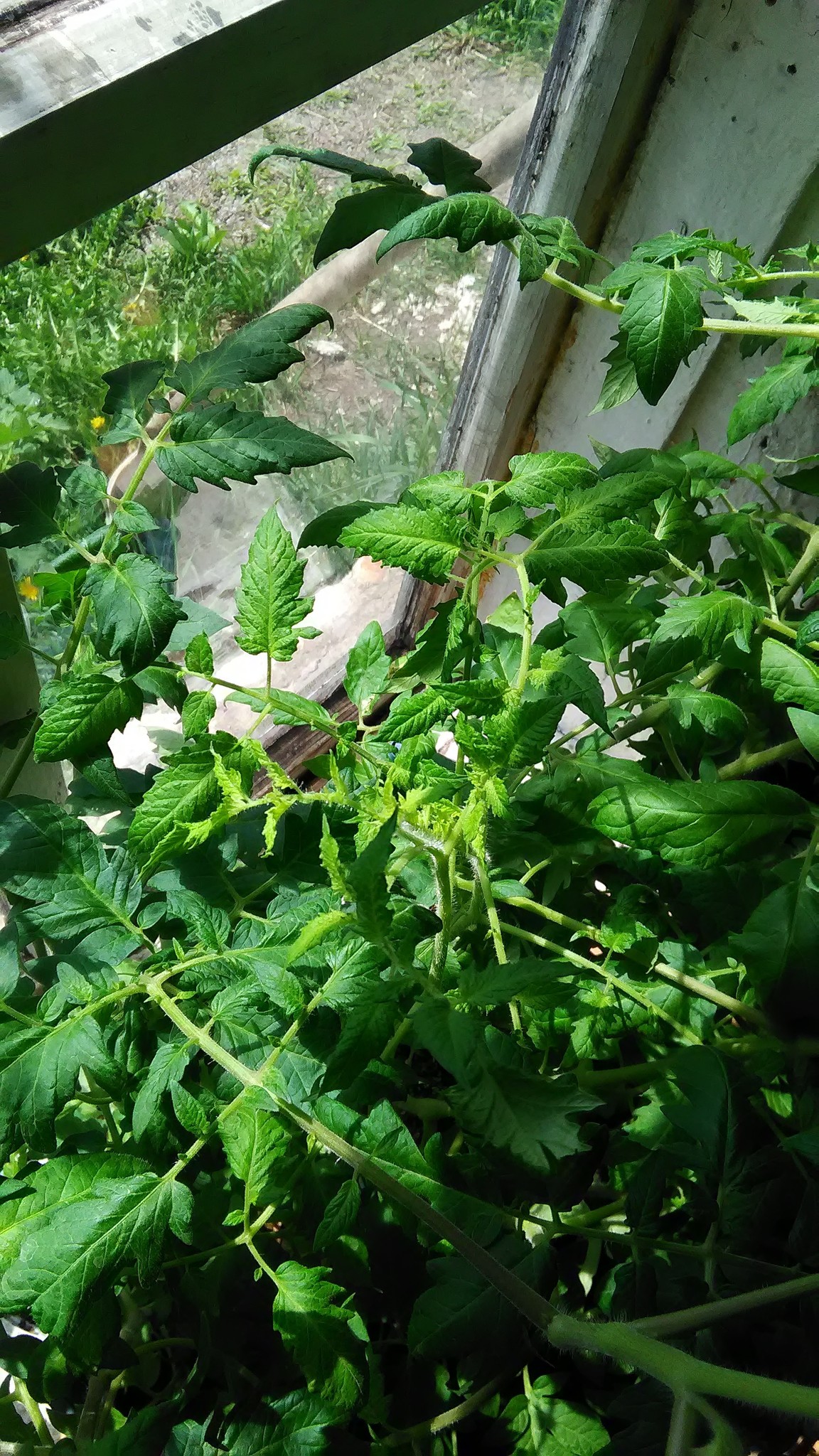 Cветло-зелёная верхушка томатов