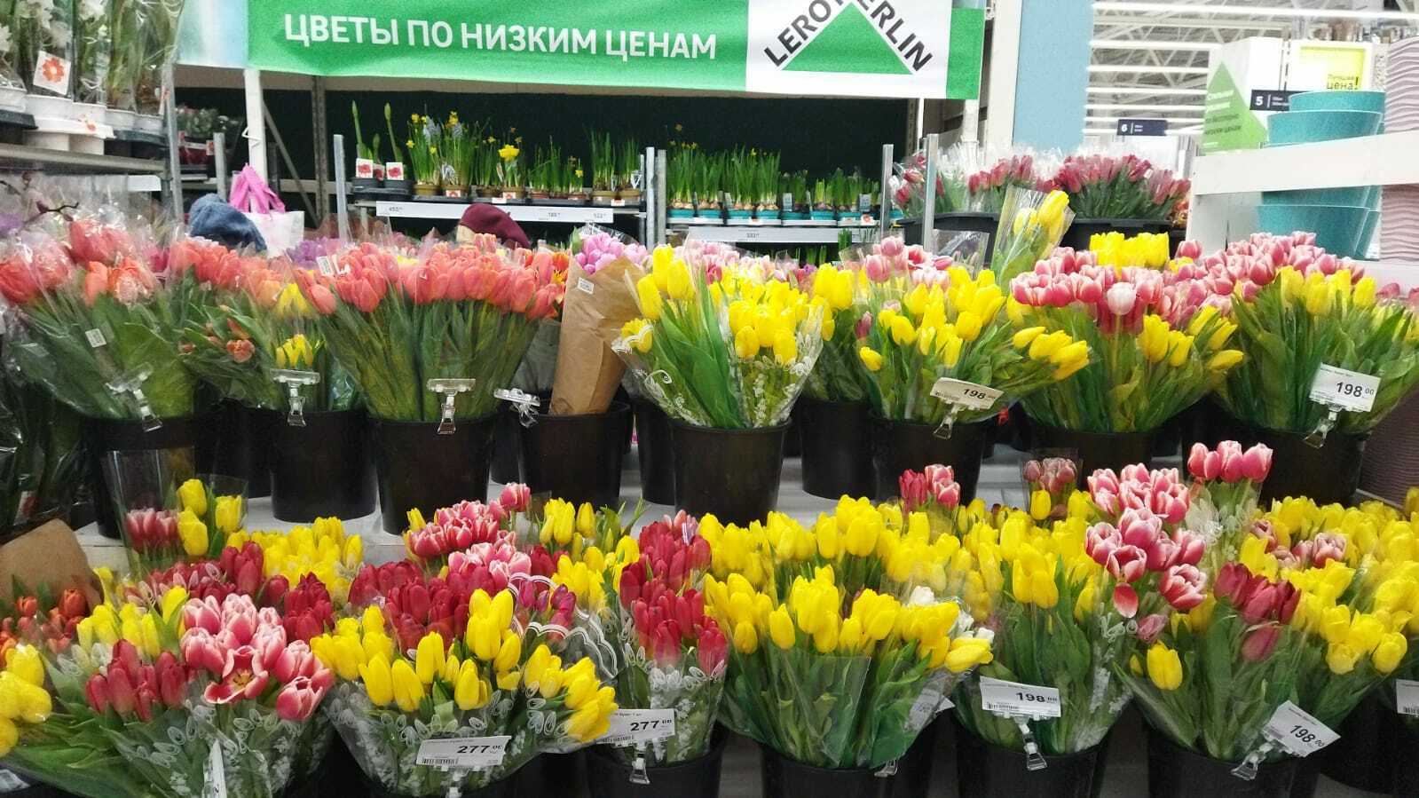 Купить тюльпаны в леруа мерлен