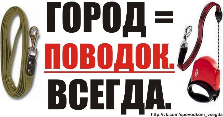 Всегда г. Город на поводке. Не отпускайте с поводка. Отпустил поводок. Надпись поводки.