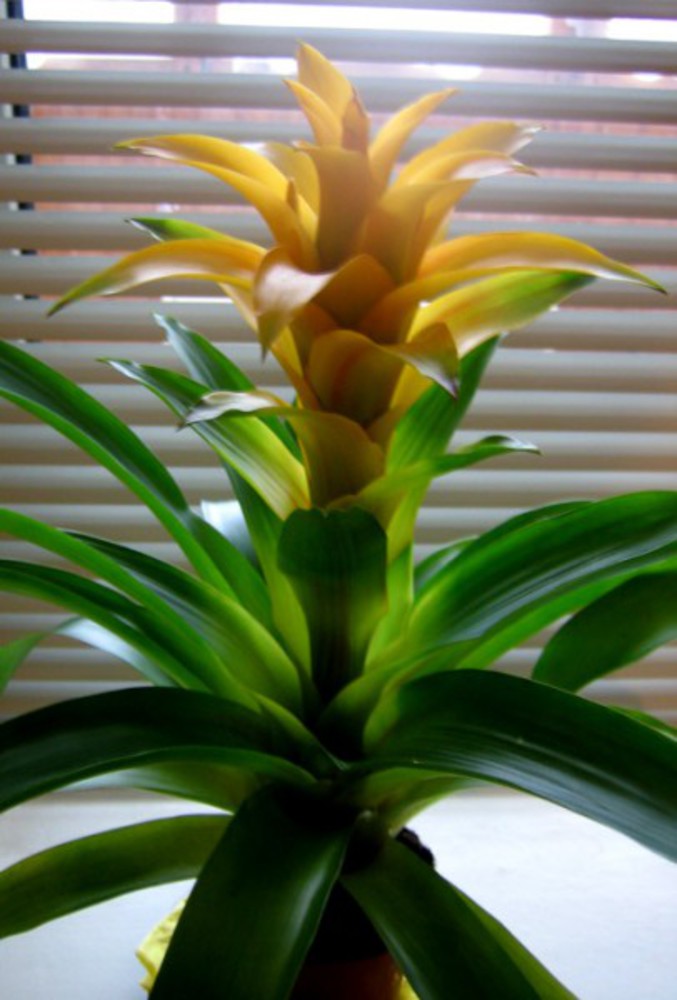Цветок комнатный похожий на ананас название и фото