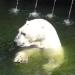 Белый медведь ест зеленый огурец 2 (доедаем)