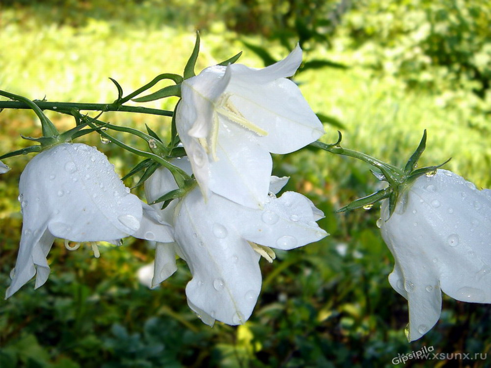Белый цветок похожий на колокольчик фото