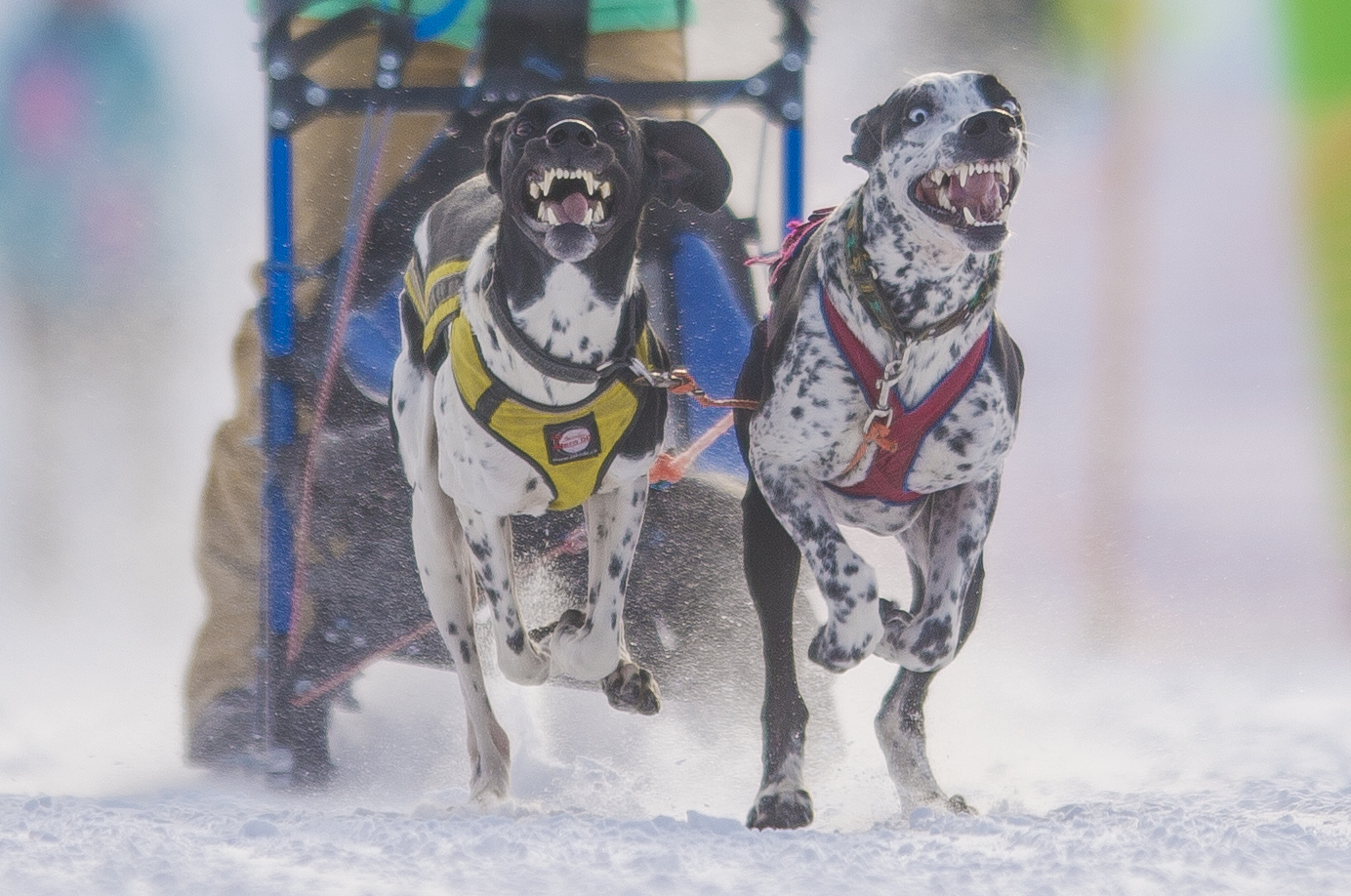 Норвежский спортивный метис - спринтер среди ездовых собак