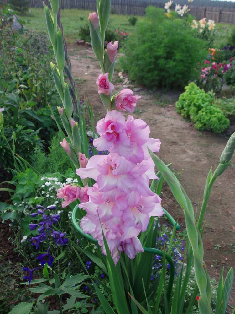 Гладиолус баккара. Гладиолус Baccara. Гладиолус багги.