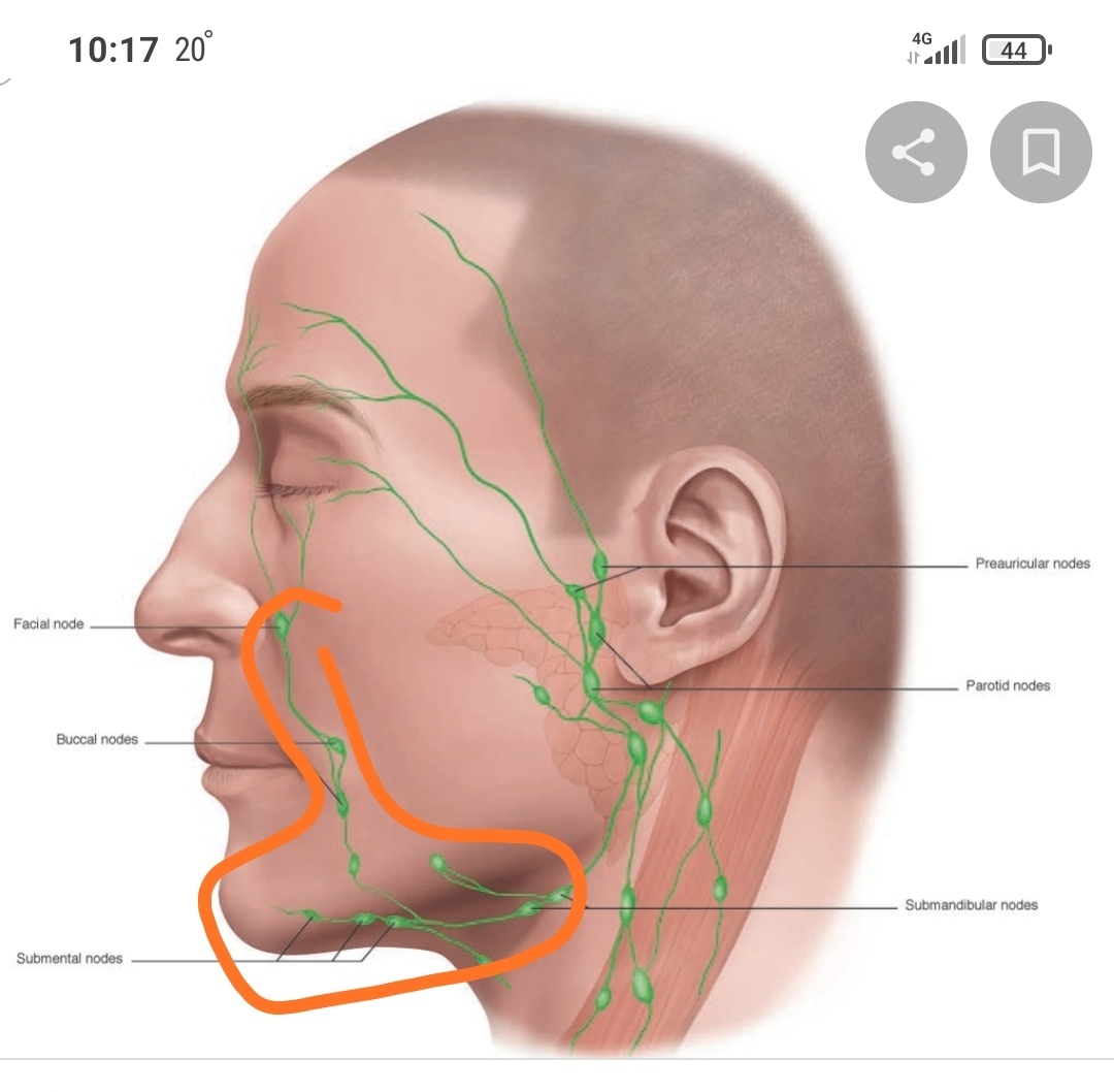 Лимфоузел после массажа. Щечные лимфатические узлы. Лимфатическая система лица человека анатомия. Лимфатические сосуды лица. Лимфатические сосуды и узлы на лице.