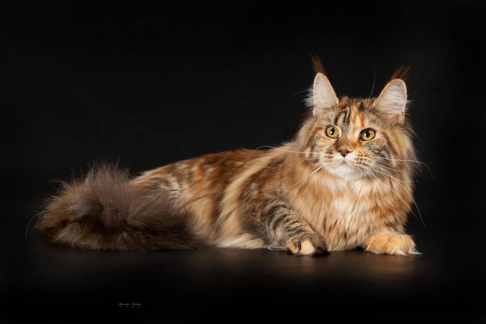 мэйн кошка мейн кун. кошка мейн кун. мэйн кошка мейн кун. кот мейн кун. мейн кун фото.