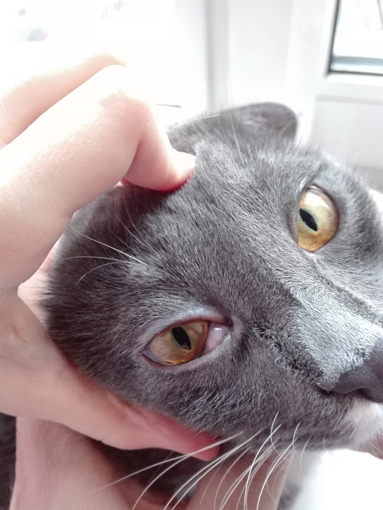 Выпадение волос вокруг глаз у кошек