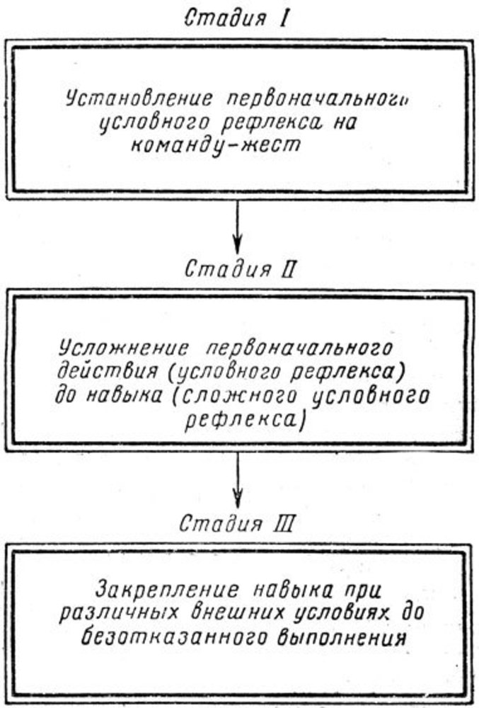 Этапы навыка. Стадии формирования навыка у собак. Стадии выработки навыка у собаки. Стадии выработки навыков при дрессировке собак. Этапы формирования навыков у щенка.