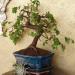 бонсай из мелколистн. вяза + бромелька-атмосферка