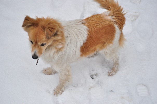 Фото собака белая с рыжими пятнами