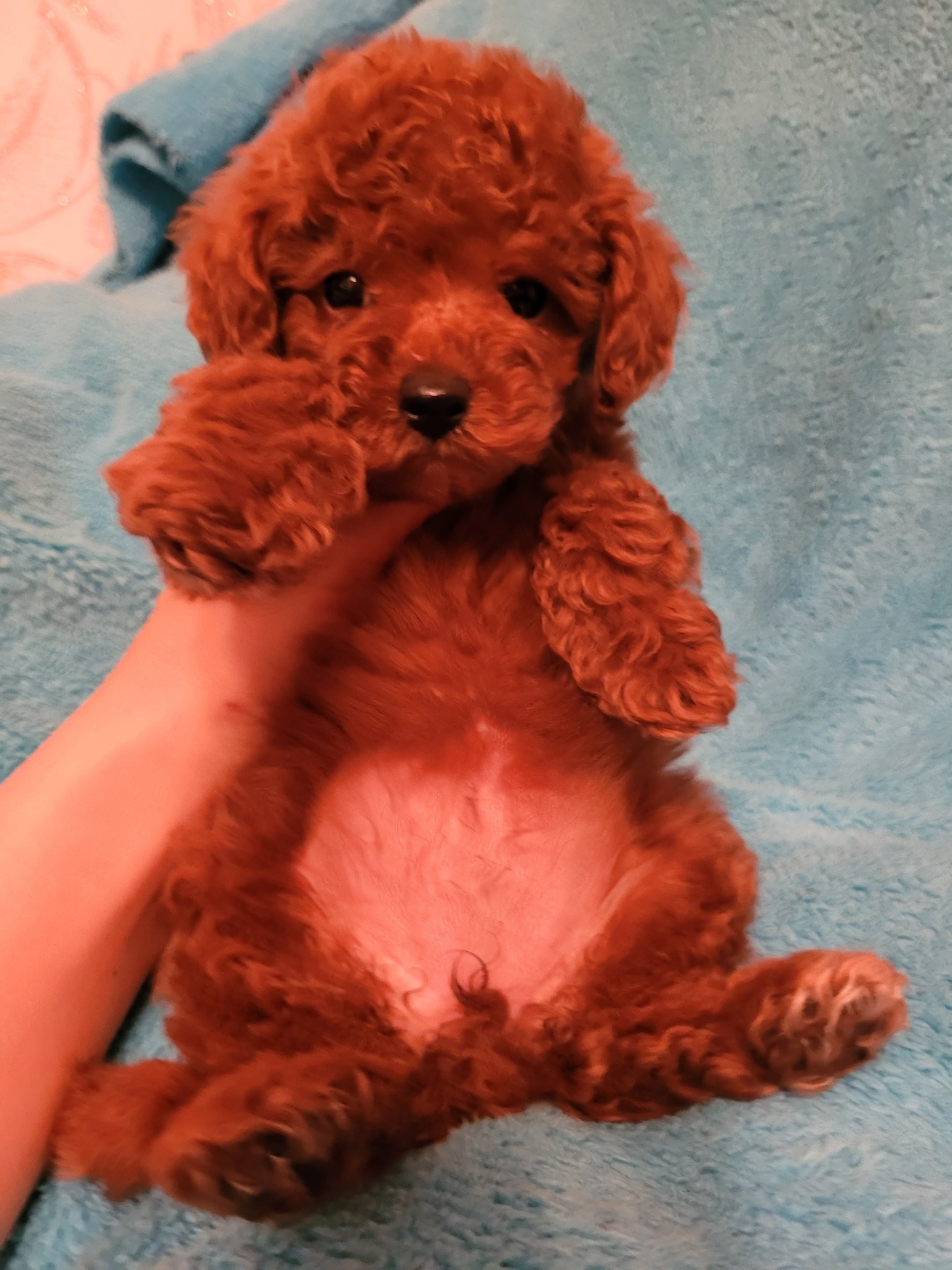 Карликовый пудель кудрявый. Пудель с розовым носом. Пудель. Красивый пудель девочка. Клички собак той пудель.