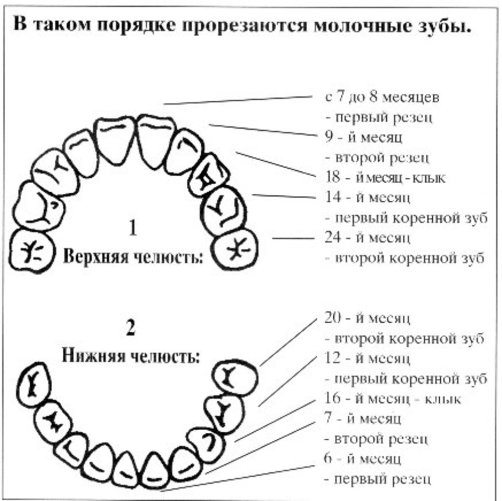 Схема челюсти человека