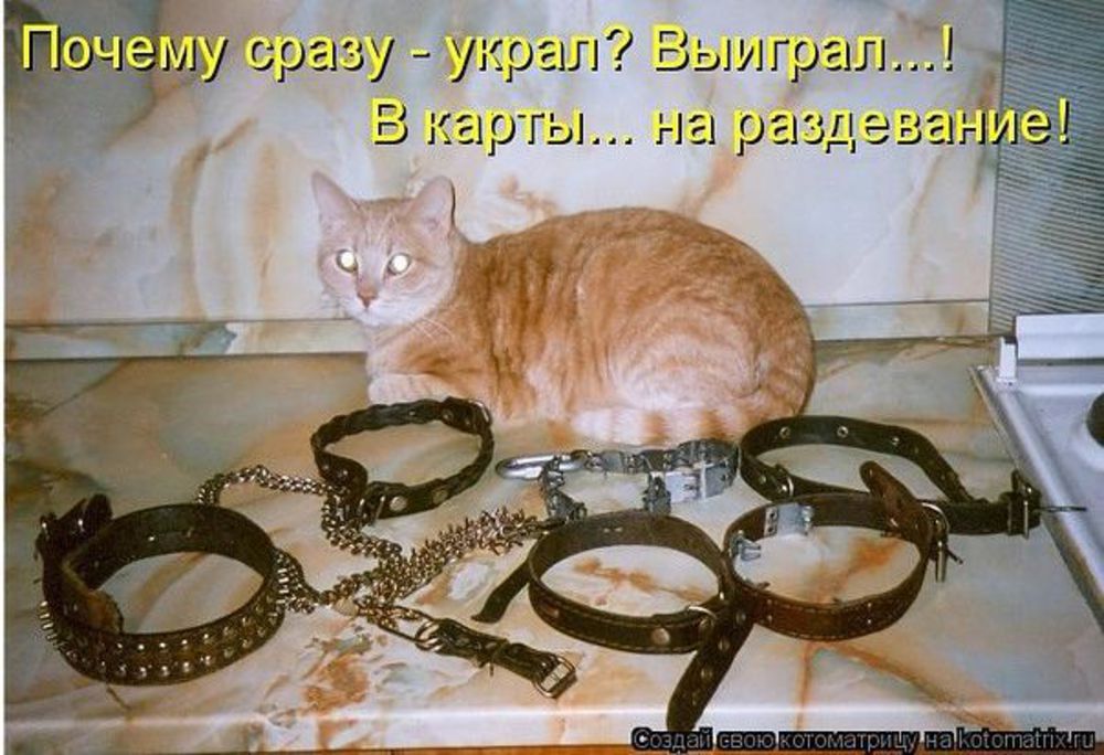 Кот на цепи. Ошейник демотиватор. Ошейник для кота цепь. Коты с цепями.