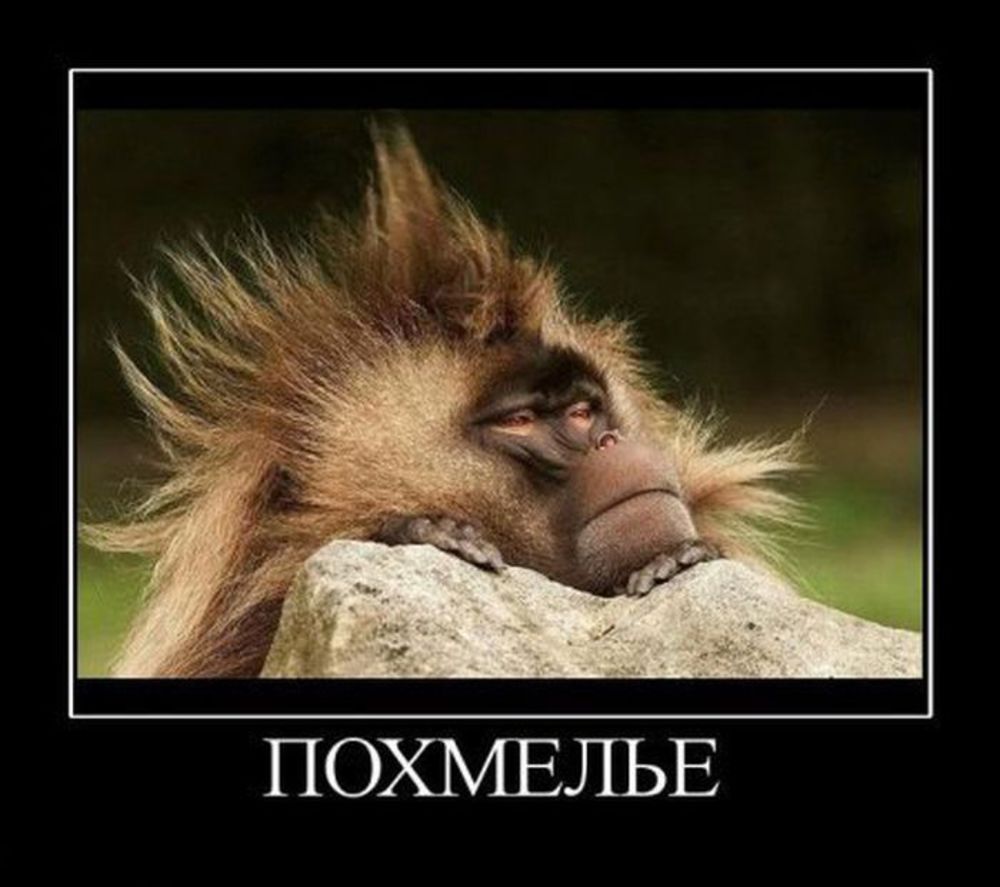 Мем похмелье