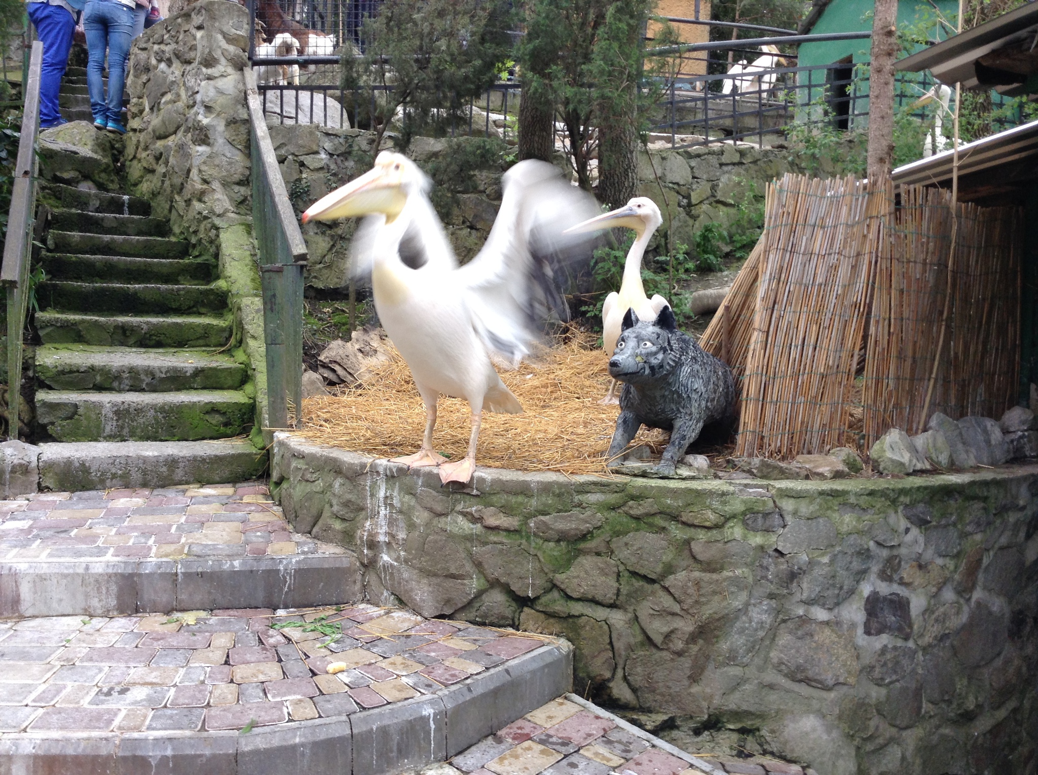 Смоленский зоопарк фото