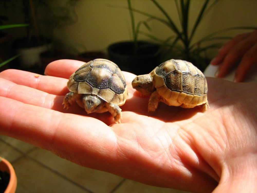 Купить черепаху цена. Среднеазиатская сухопутная черепаха. Черепашонок сухопутной черепахи. Красноухая черепаха сухопутная. Среднеазиатская черепаха маленькая.