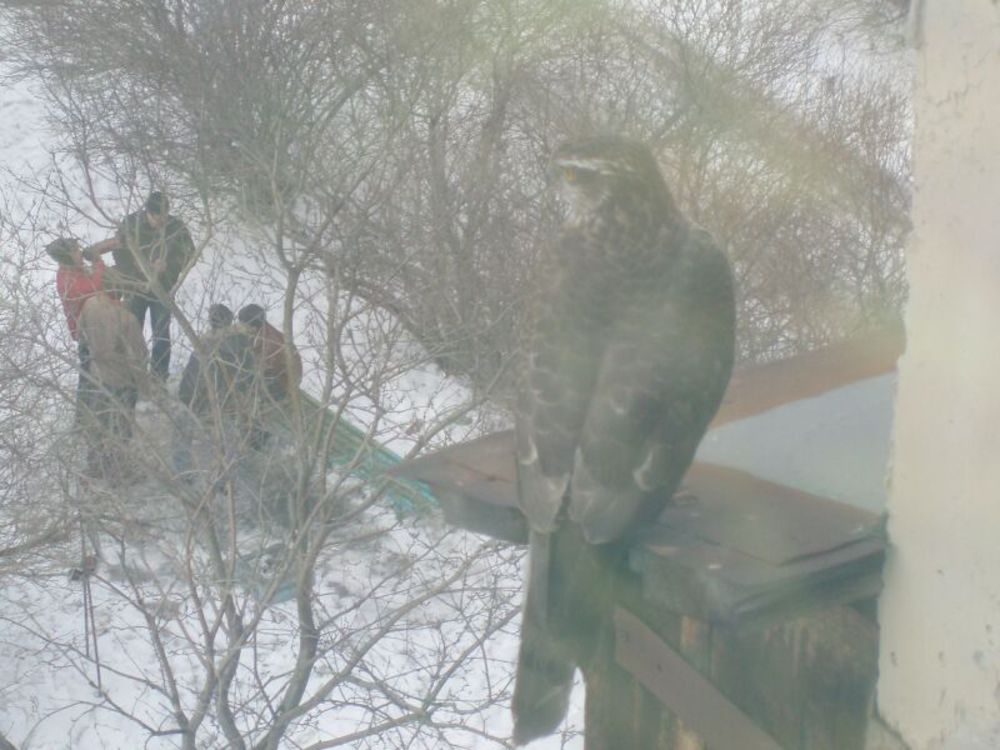 К чему снится голубь в окне. Коршун на балконе. Голубь подлетел к окну и улетел.