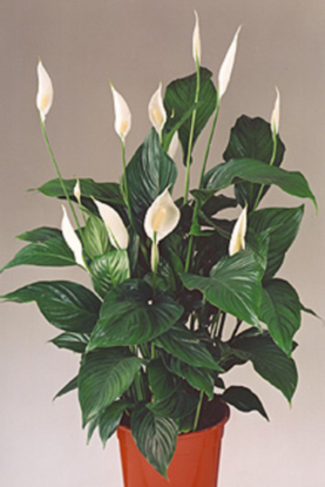 Spathiphyllum House Plant