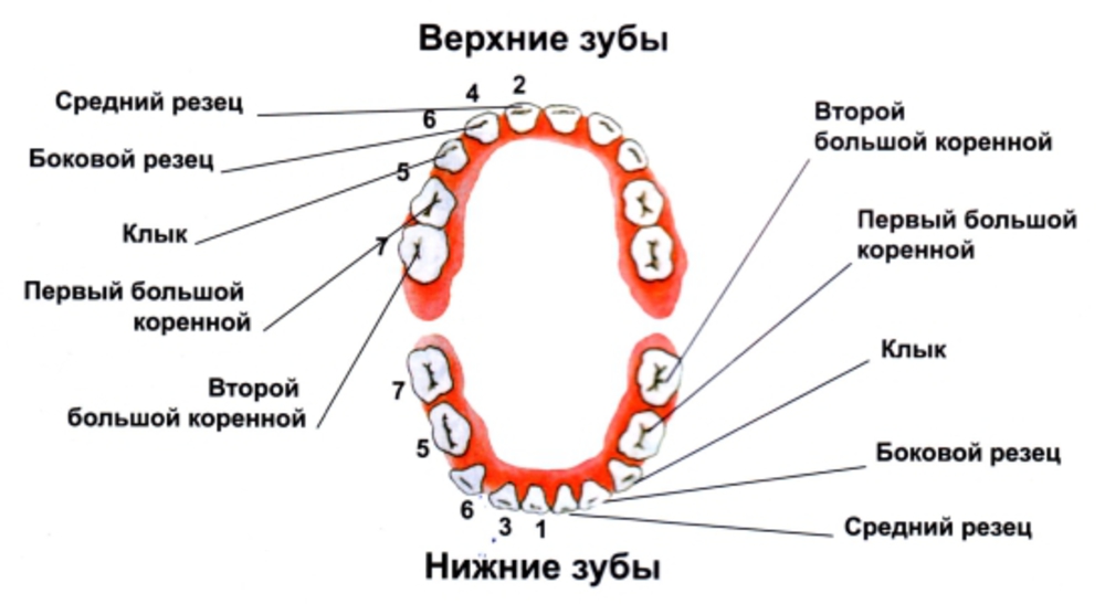 6 зуб снизу. Зубы: резцы, клыки, коренные зубы.. Зубы резцы клыки премоляры моляры. Порядок прорезывания молочных зубов схема. Центральные резцы верхней челюсти у ребенка.