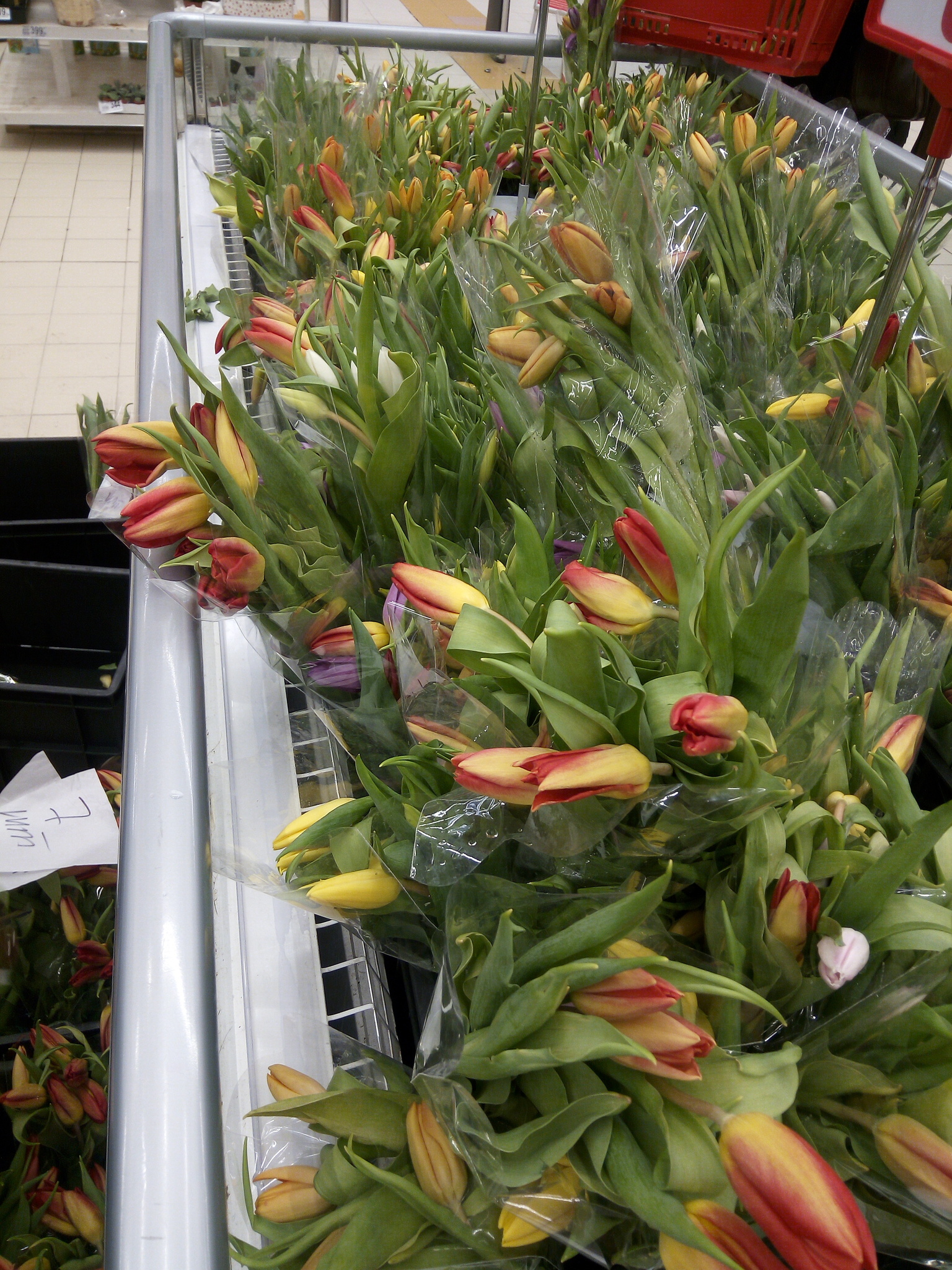 Купить тюльпаны в леруа мерлен