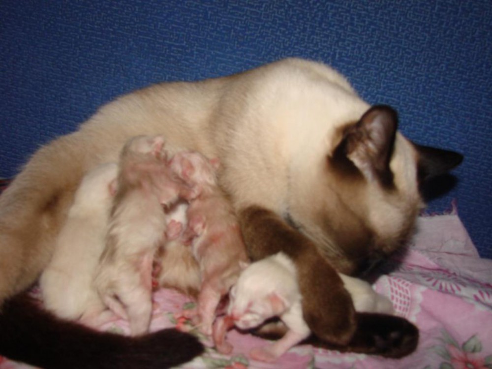 Как узнать что кошка рожает. Недавно родившиеся котята. Длительность беременности у кошек.