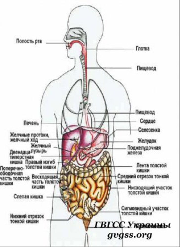Анатомия строение организмов и органов. Строение органов человека спереди.