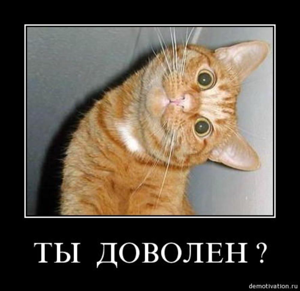 Кот дурачок