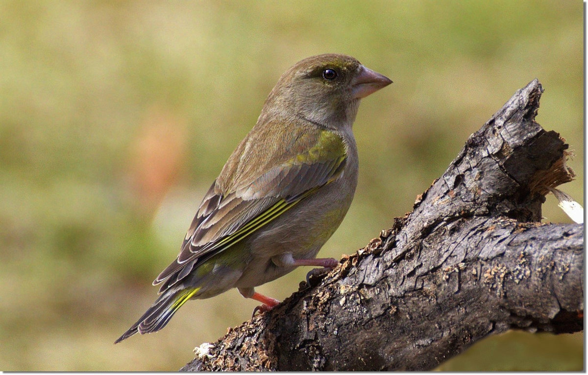 Зеленушка птица фото самка и самец весной