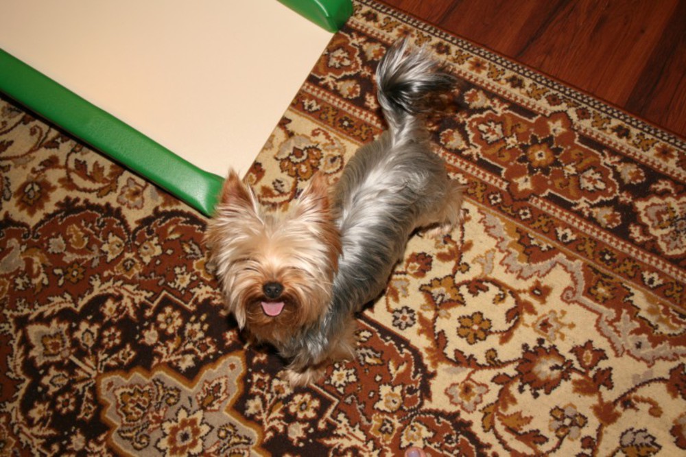 щенок йорка 60гр. йоркширский терьер стошнило. йоркширский терьер чемпионы мира. йорк вырвало. йоркширский терьер жидкий стул.