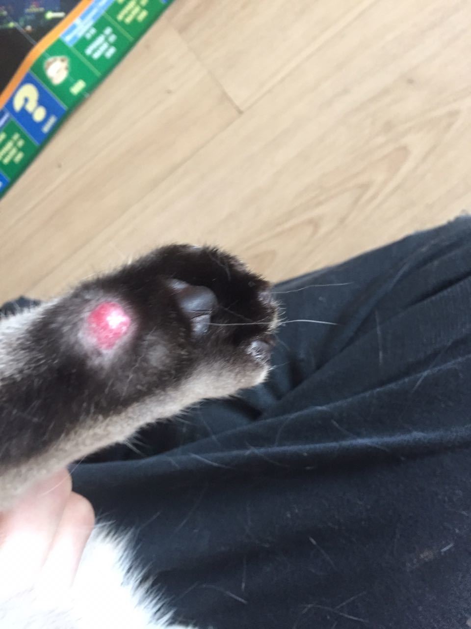 Как лечить раны на лапах у кошек - советы и рекомендации