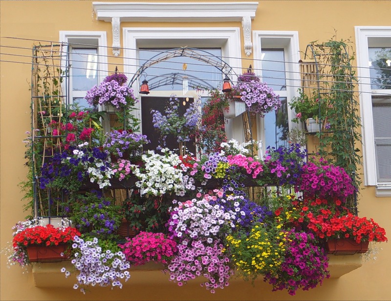 Фото балконы с цветами фото