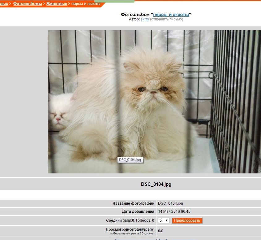 кошка вблизи. мобла поддержка персы. персы и экзоты группа. помощь персам. экзот в медицине смерть.