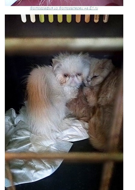 помощь персам. команда помощи персидским котом. помощь персидским и экзотическим кошкам. помощь персам. издевательство над животными.
