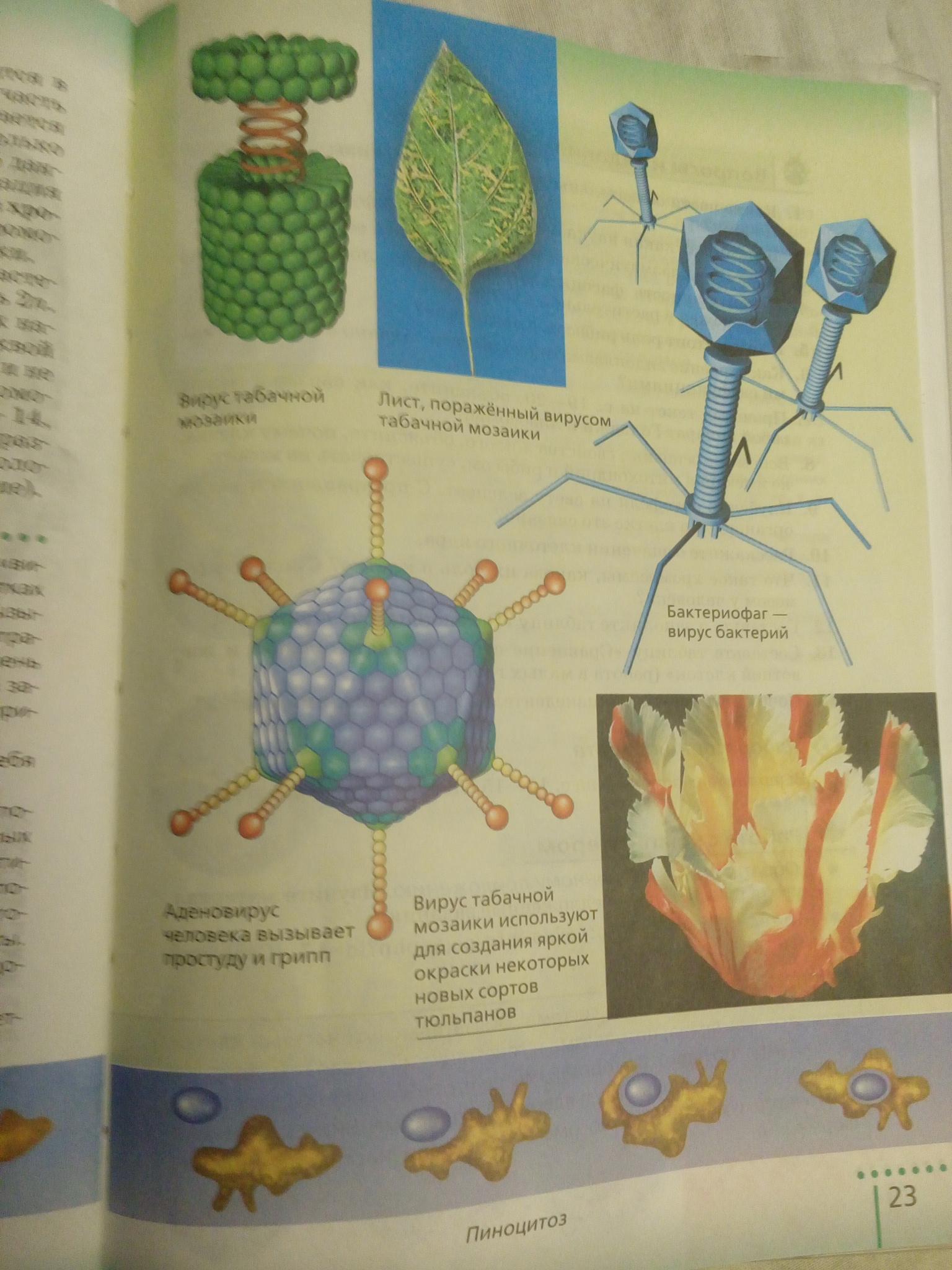 44 биология 9 класс. Рисунок вируса биология 5 класс. Общая биология картинки.