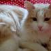 DSC04622.JPG