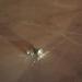 DSC07277.JPG