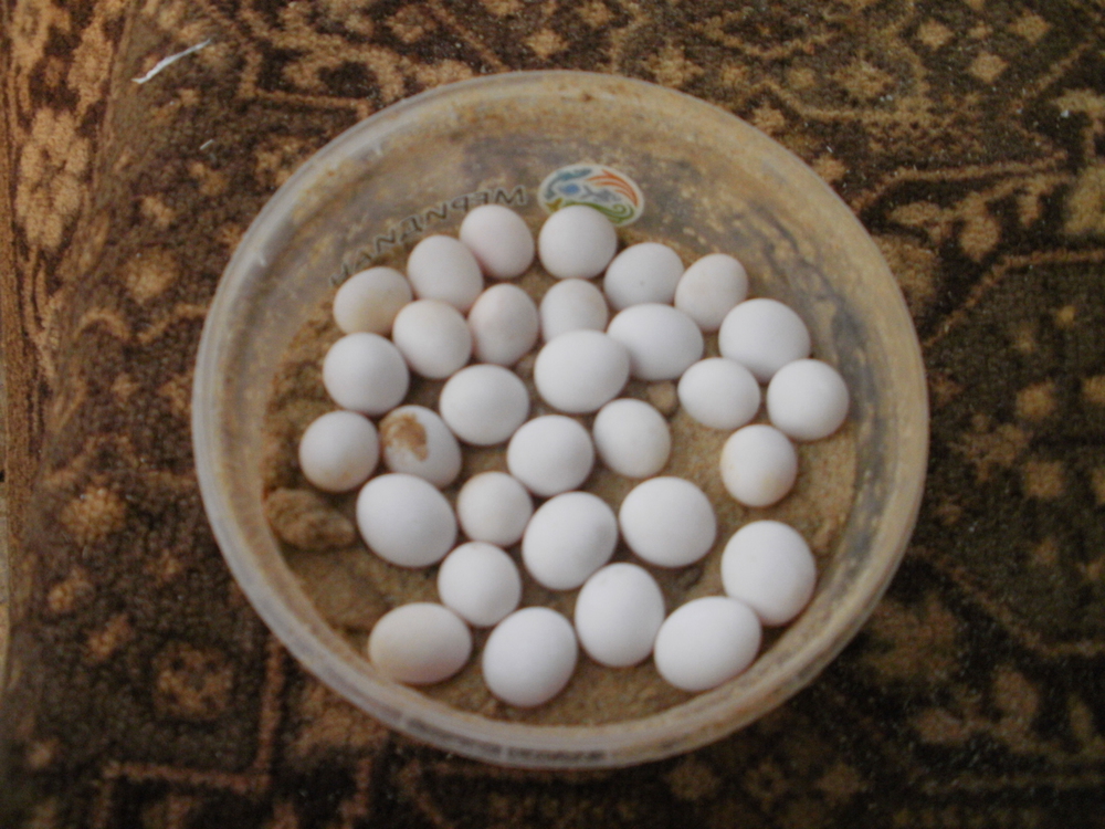 Какие яйца у змей фото