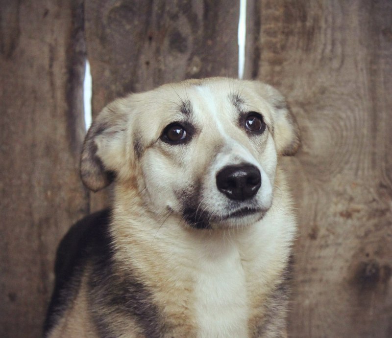 отдам в добрые руки щенка. породистый щенок в хорошие руки. отдам даром животные. щенки в хорошие руки. животные в добрые руки даром.