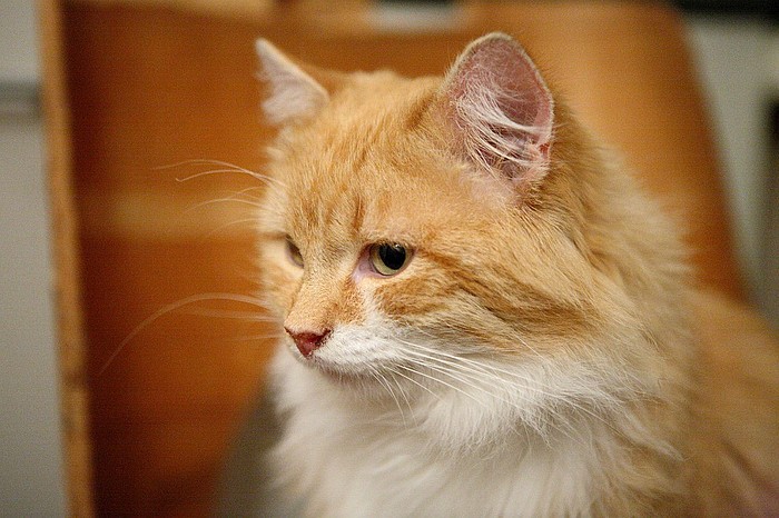 Не ю. Не ю. Книга постников кастрюля с пятёрками. Прошка кошка. Не грусти картинки.