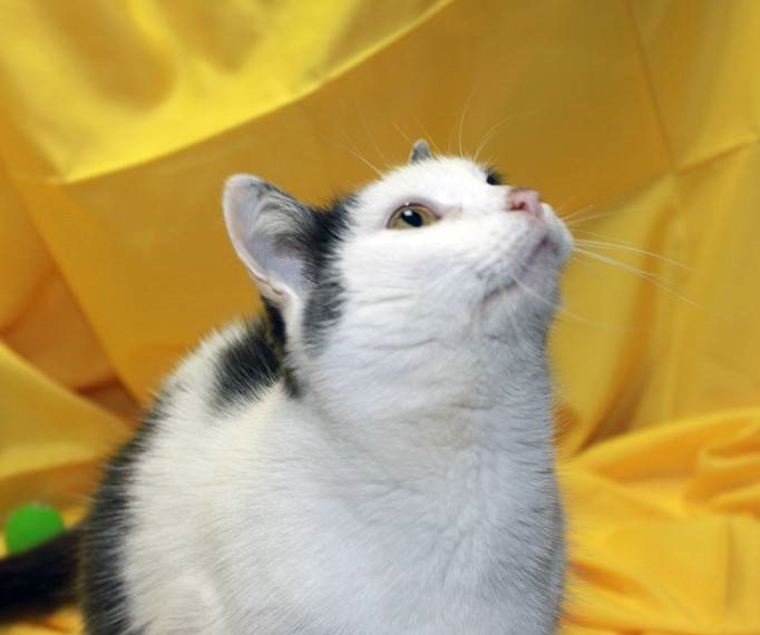 Ксюша картинки. Не грусти. Ой ли. Не хочу писать для взрослых. Рыжий кот без полосок.