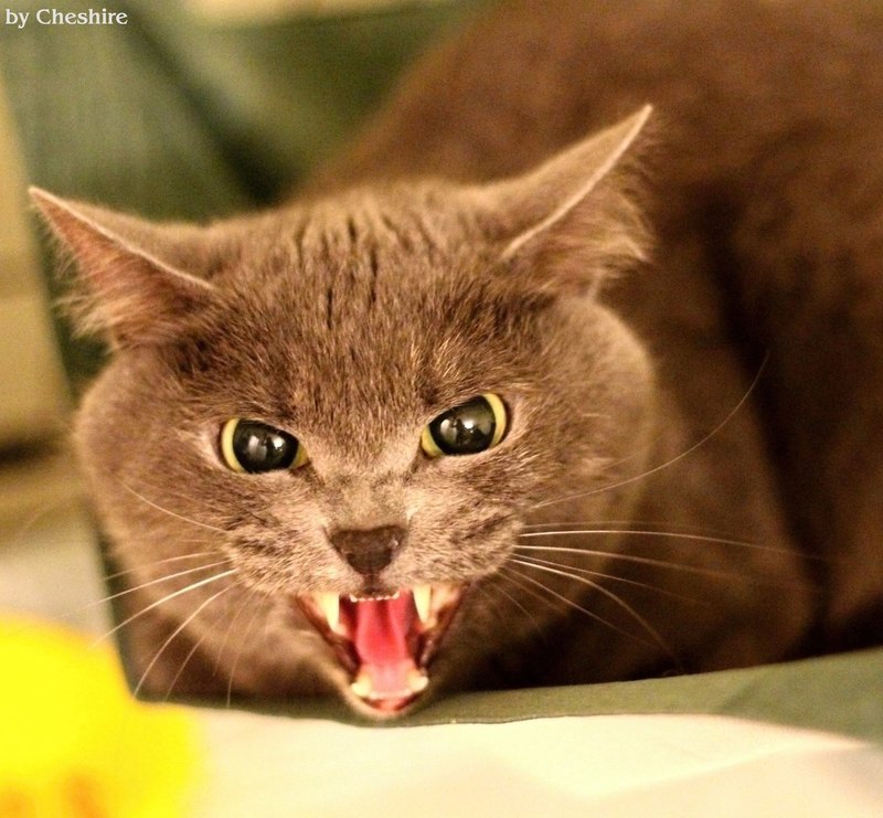 Тайский рыжий котенок. Не курить не пить. Постников садись рыжиков двойка. Пушистый золотистый кот отдышка. Котик серый барсик.