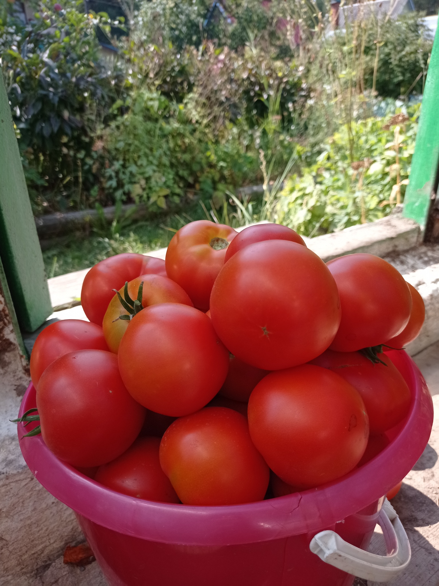 200 кг помидор. Килограмм помидоров. Томаты 1 кг. Килограммовый помидор. Стоимость помидоров за кг.