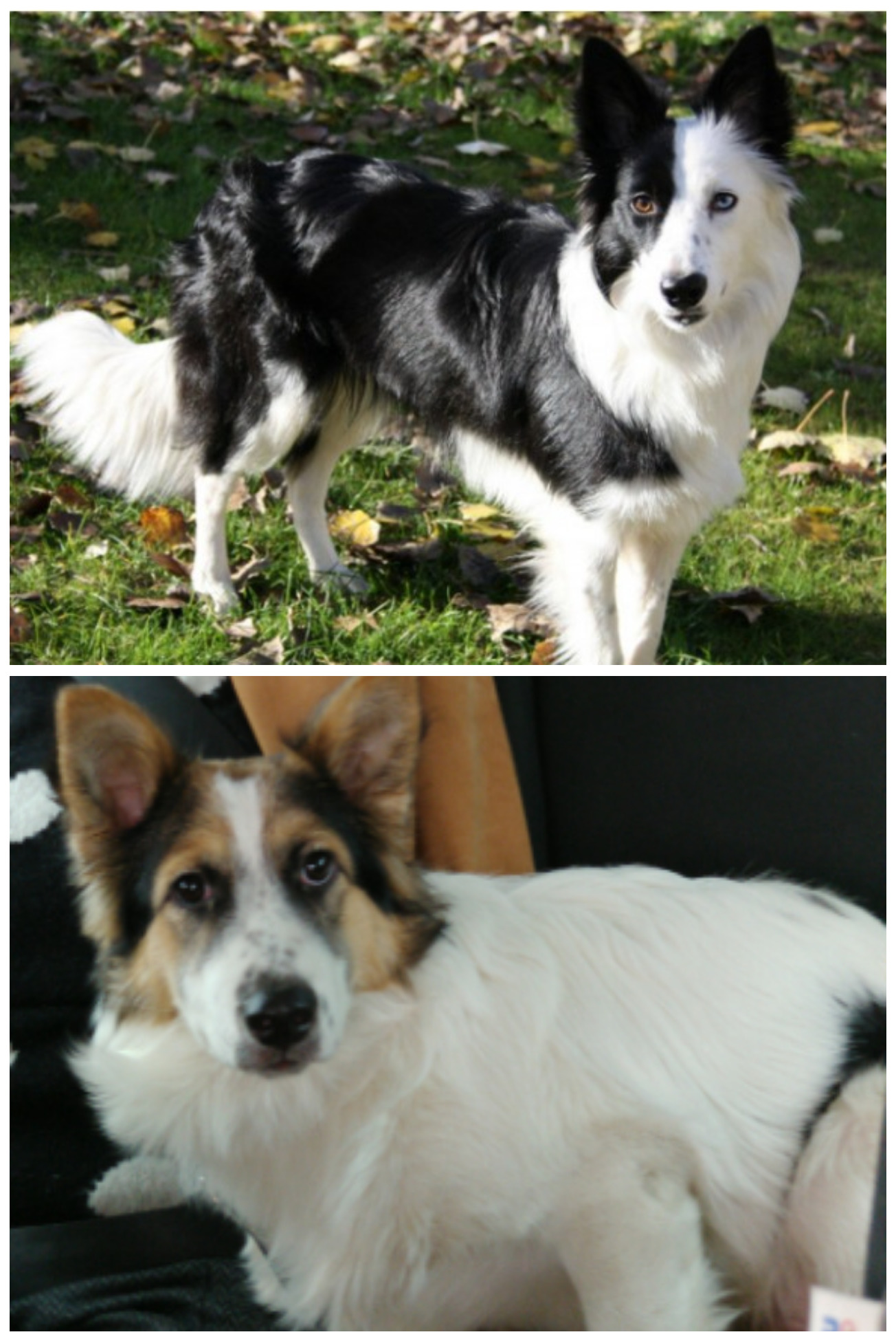 Колли в лесу. Колли соболиный окрас. Много колли в лесу. Колли может жить на улице. Шелти и шпиц.