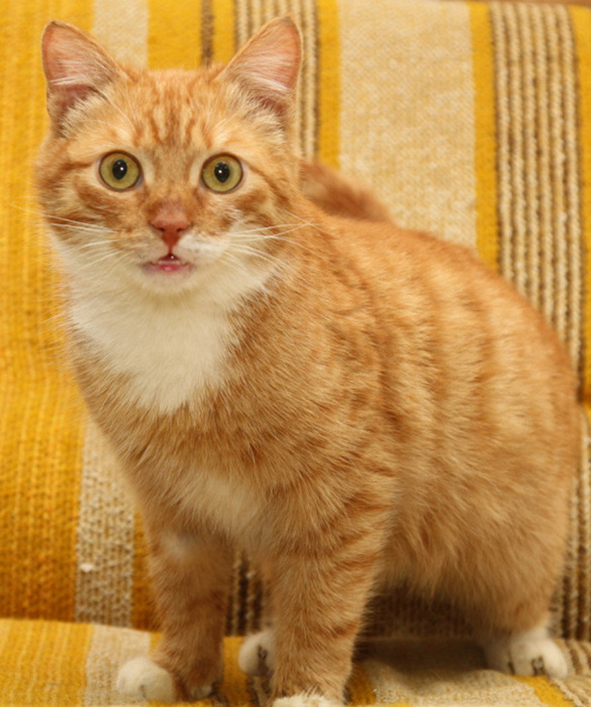 кельтская европейская короткошёрстная кошка рыжая. кот 10 месяцев. лиловый британец котенок. 10 лет коту. котенок 10 месяцев.