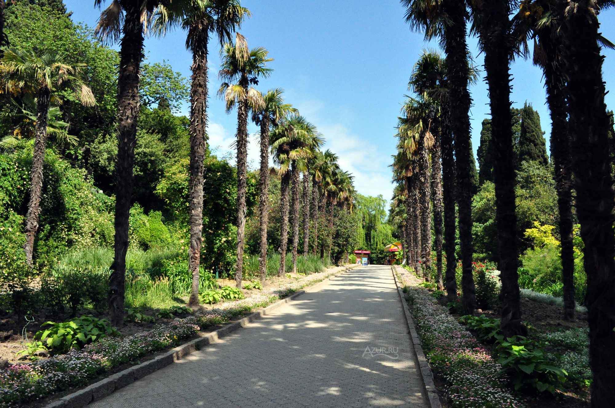 Ялта Никитский Ботанический сад аллея пальм